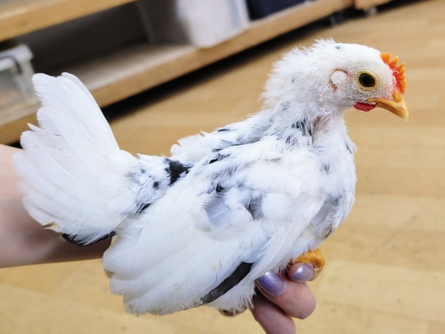 碁石チャボ（ゴイシチャボ）