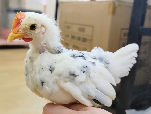 碁石チャボ（ゴイシチャボ）