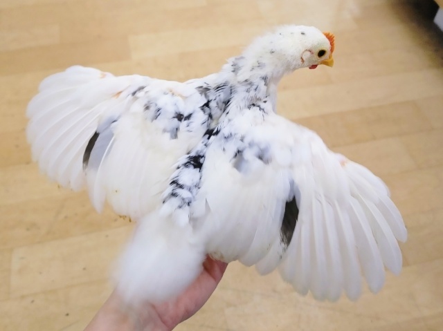 碁石チャボ（ゴイシチャボ）