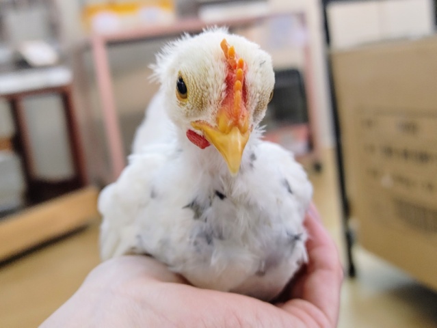 碁石チャボ（ゴイシチャボ）