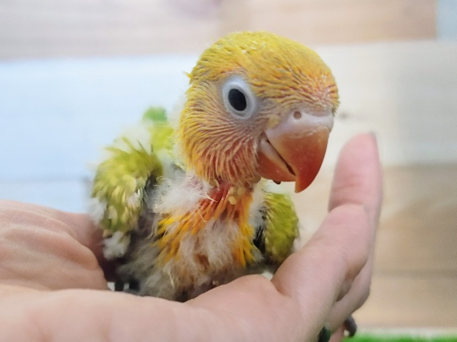 ヤマブキボタンインコ