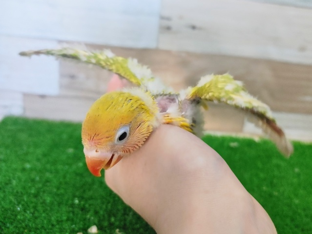 ヤマブキボタンインコ