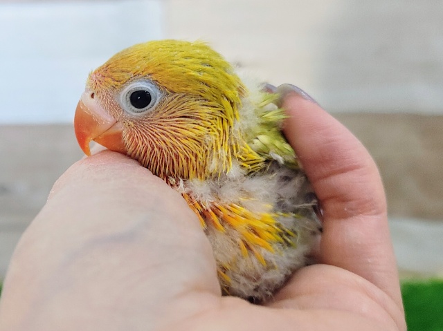 ヤマブキボタンインコ