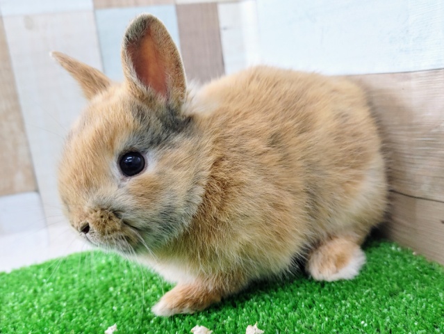 ミニウサギ