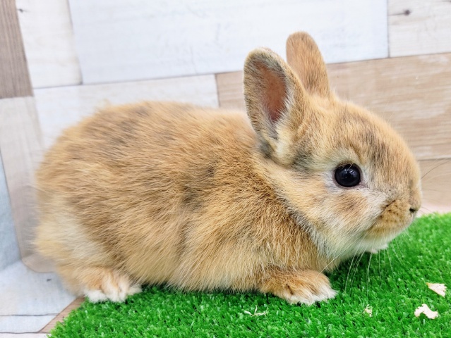 ミニウサギ