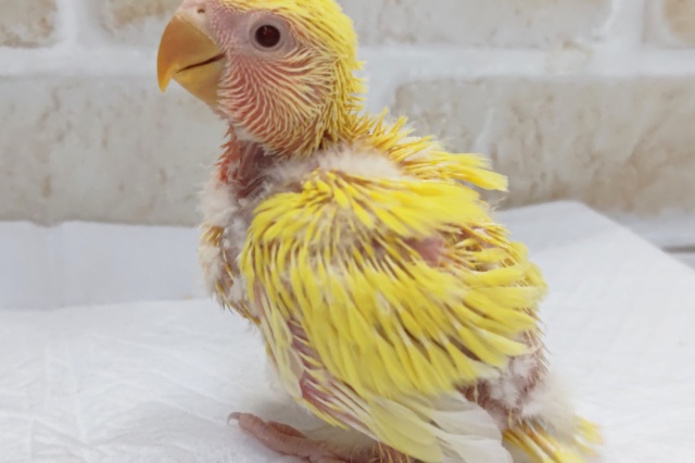 コザクラインコ（小桜インコ）