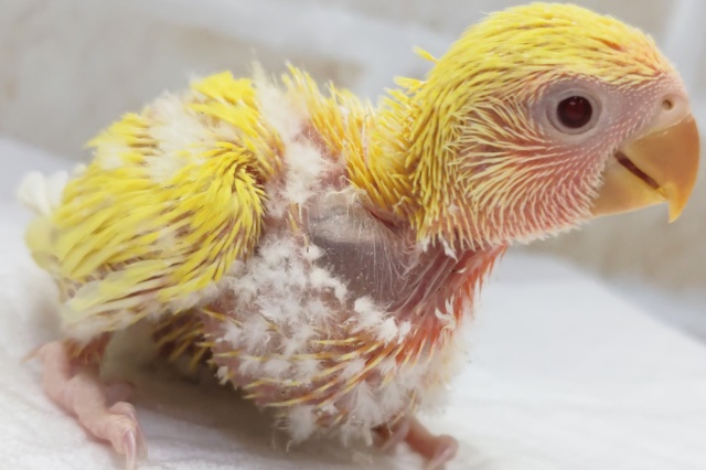 コザクラインコ（小桜インコ）