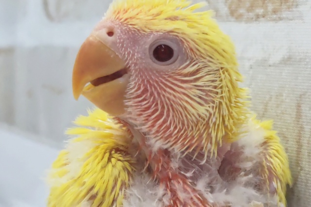 コザクラインコ（小桜インコ）
