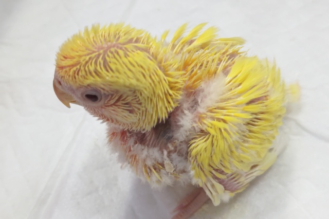 コザクラインコ（小桜インコ）