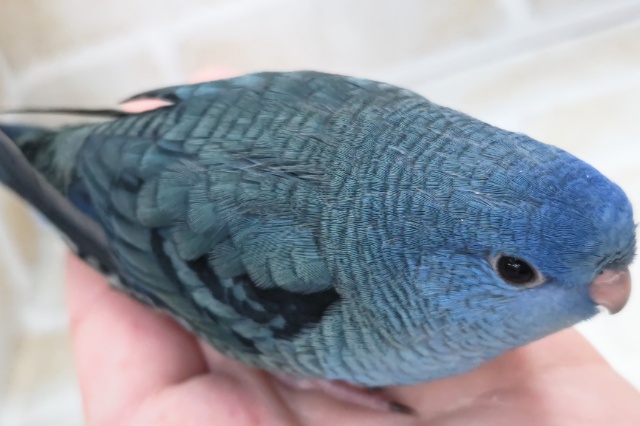 サザナミインコ