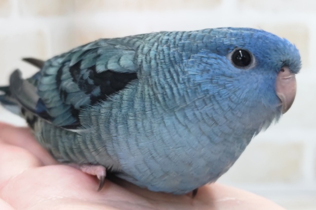 サザナミインコ