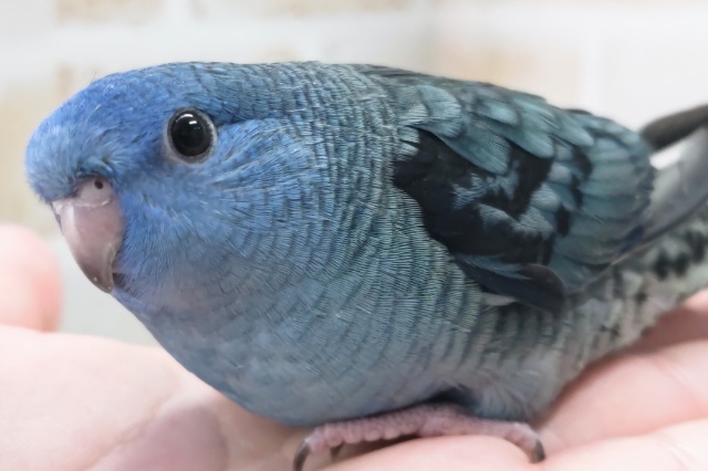 サザナミインコ