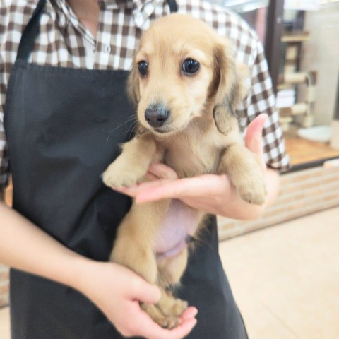 ミニチュアダックス