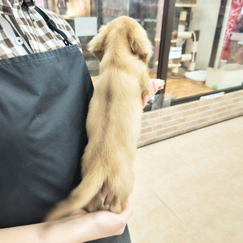 ミニチュアダックス