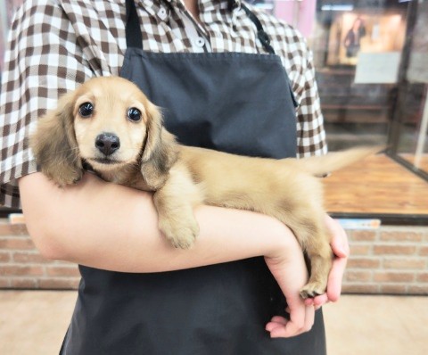 ミニチュアダックス