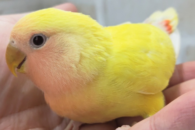 コザクラインコ（小桜インコ）