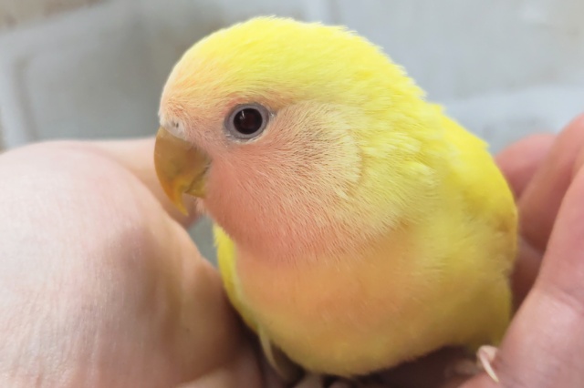 コザクラインコ（小桜インコ）