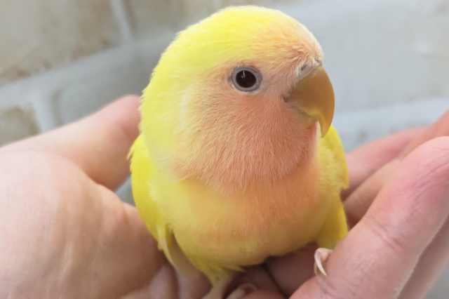 コザクラインコ（小桜インコ）