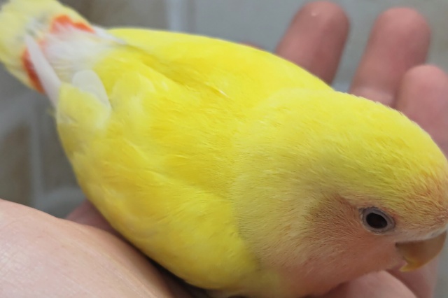コザクラインコ（小桜インコ）