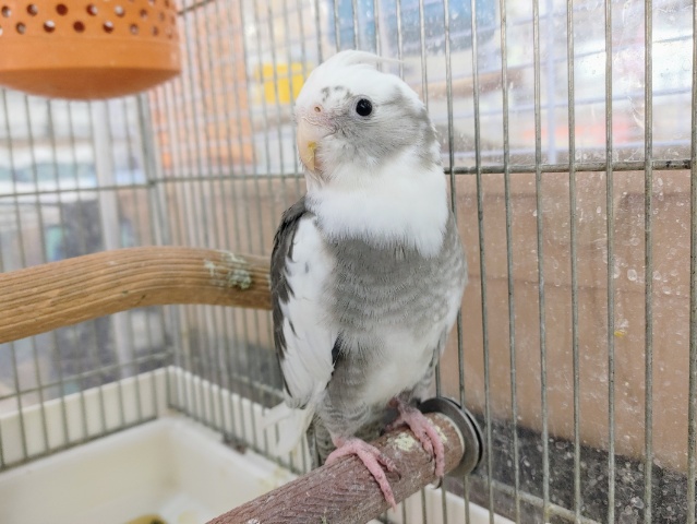 オカメインコ