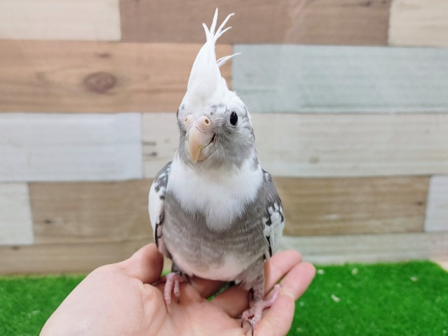 オカメインコ