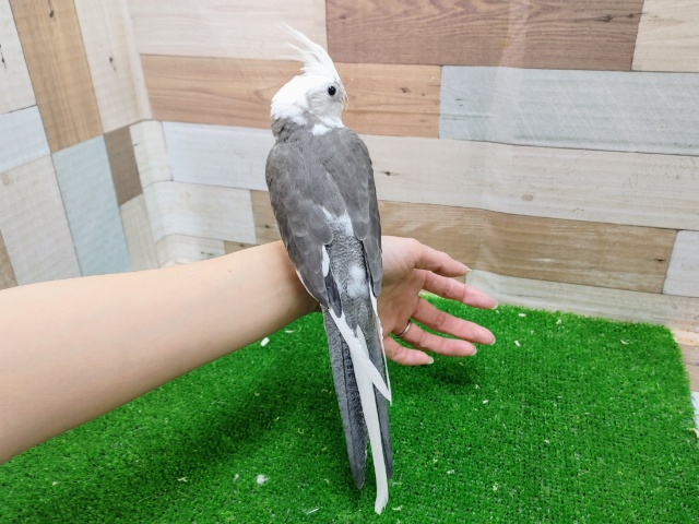 オカメインコ