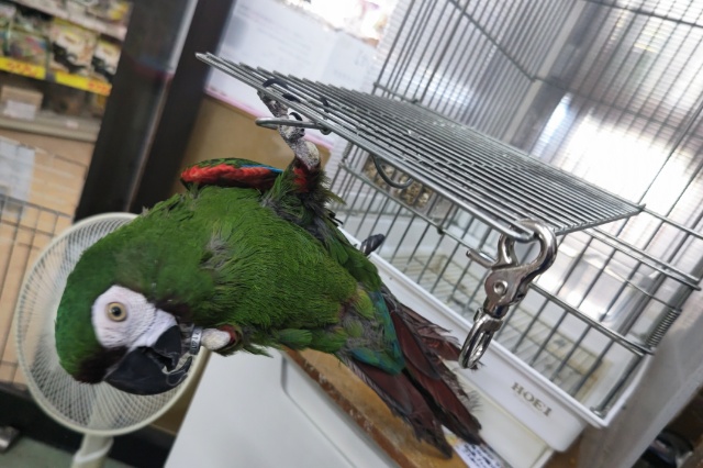 ヒメコンゴウインコ