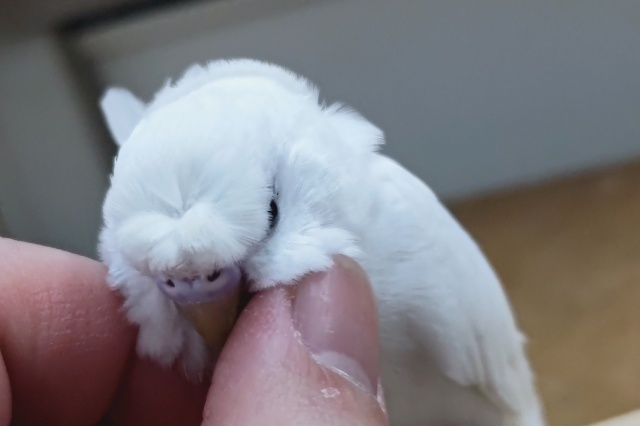 羽衣セキセイインコ