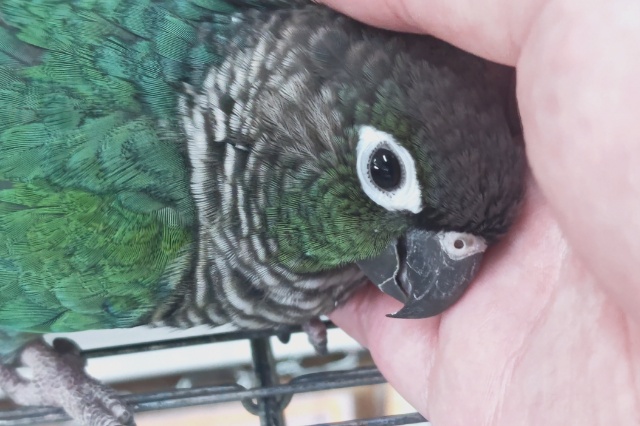 ホオミドリウロコインコ