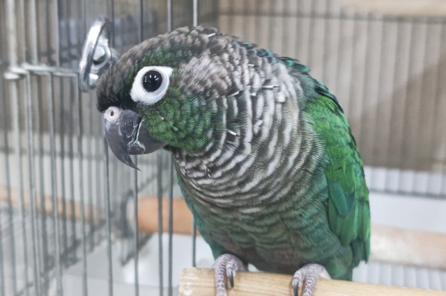 ホオミドリウロコインコ