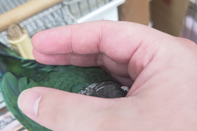 ホオミドリウロコインコ