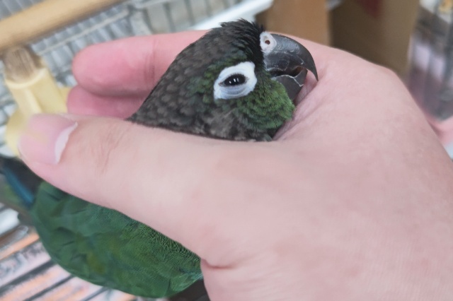 ホオミドリウロコインコ