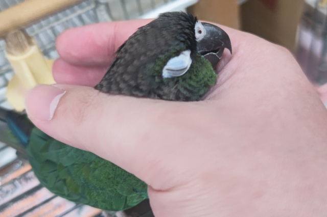 ホオミドリウロコインコ