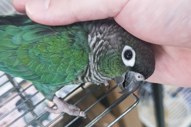 ホオミドリウロコインコ