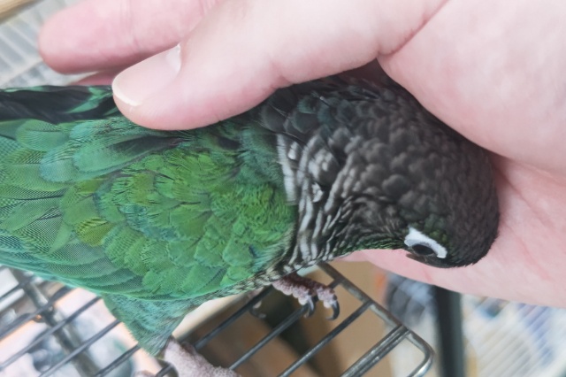 ホオミドリウロコインコ