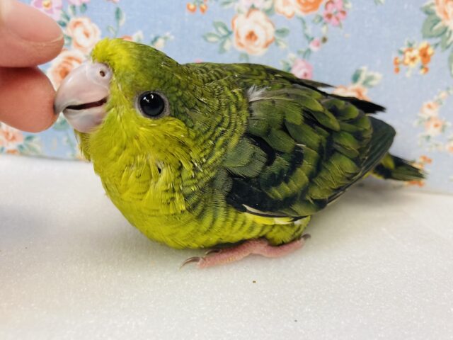 サザナミインコ