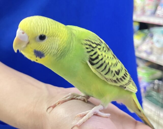 セキセイインコ