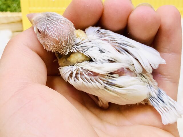 シルバーイノ文鳥