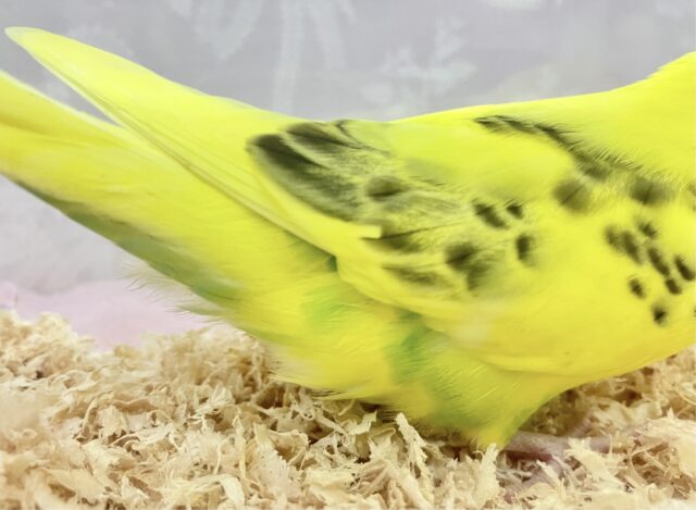 セキセイインコ