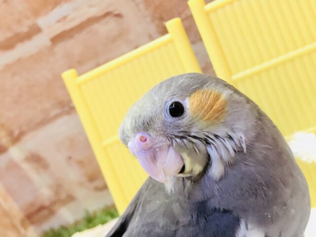 オカメインコ
