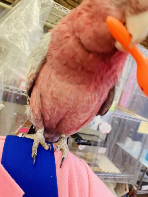 モモイロインコ