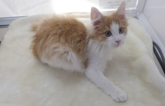 ノルウェージャンフォレストキャット