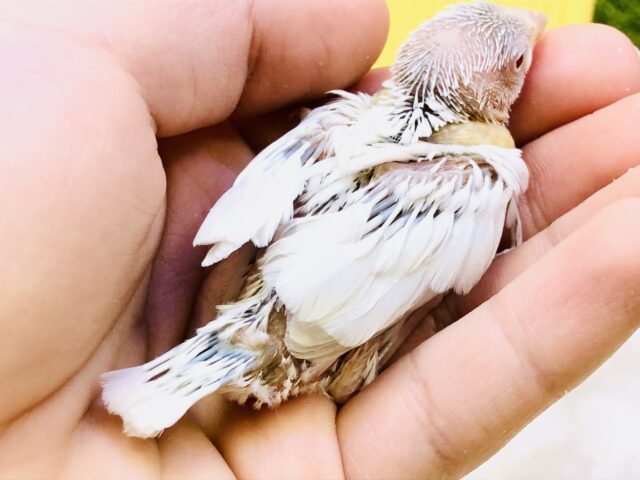 シルバーイノ文鳥