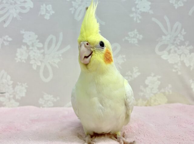 オカメインコ