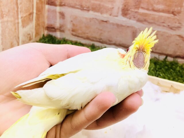 オカメインコ
