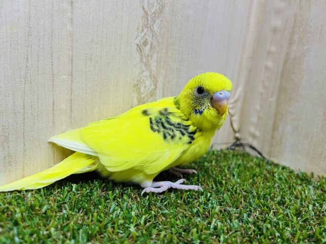 セキセイインコ