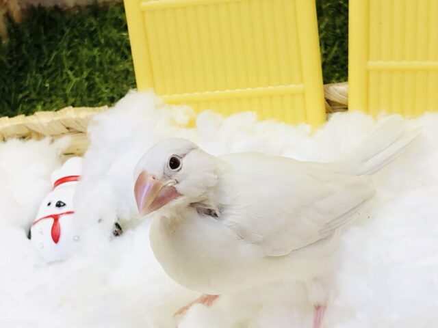 シルバーイノ文鳥