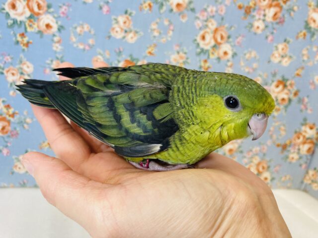 サザナミインコ
