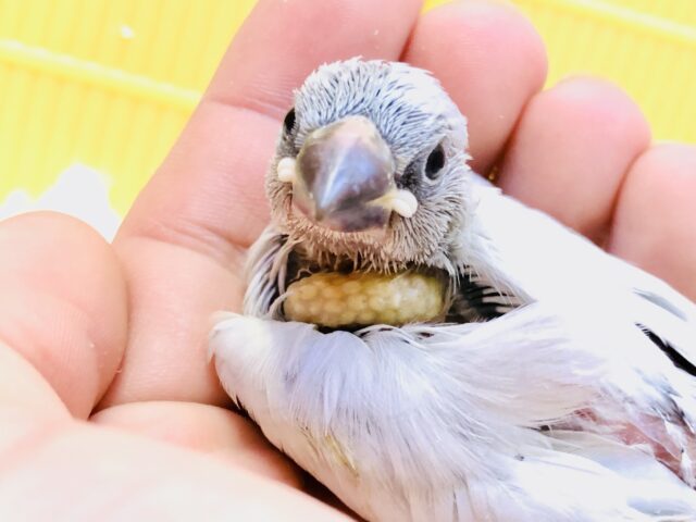 シルバー文鳥
