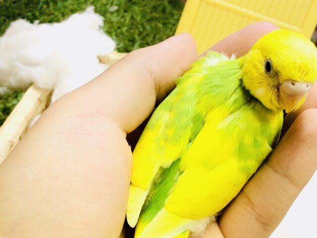 セキセイインコ